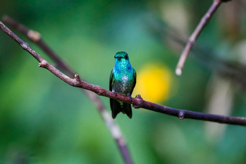 Close up of a Versicolored emerald perched on a branch against defocused green background, Folha Seca, Brazil