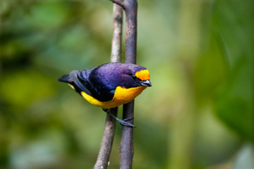 Close up of a colorful Violaceous euphonia perched on a branch against defocused green background, Folha Seca, Brazil