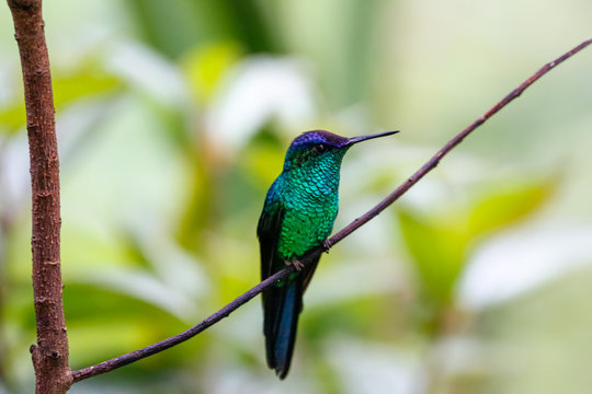Close up of a Violet-capped woodnymph, perched on a branch against defocused background, Folha Seca, Brazil