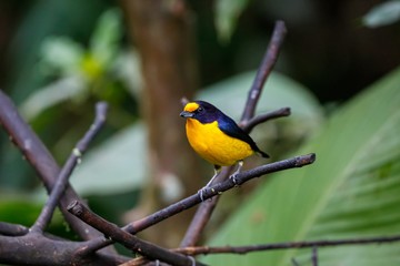 Fototapeta premium Close up of a colorful Violaceous euphonia perched on a branch against defocused green background, Folha Seca, Brazil