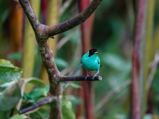 Close up of a Green honeycreeper, front view, perched on a branch against defocused background, Folha Seca, Brazil