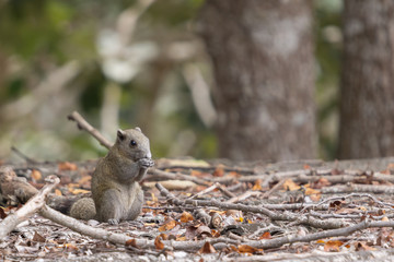 Grey-bellied Squirrel (Callosciurus caniceps) eating some fruits on roof in Thailand National Park.