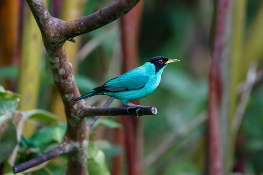 Close up sideview of a Green honeycreeper perched on a branch against defocused background, Folha Seca, Brazil