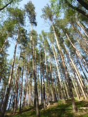 Fototapeta premium green forest in the daytime
