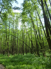Fototapeta na wymiar green forest in the daytime