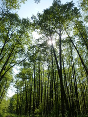 green forest in the daytime