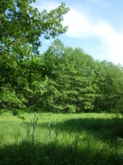 Fototapeta na wymiar green forest in the daytime