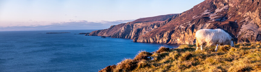 Sheep enjoying the sunset at the Slieve League cliffs in County Donegal, Ireland
