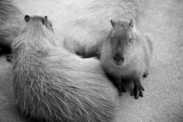 寒さに寄り添うカピバラ