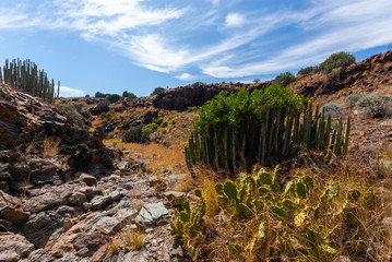 Succulent vegetation in dry landscape