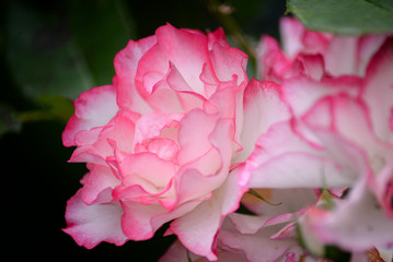 Pink Garden rose