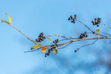 Chokeberries on a Branch in Early Winter