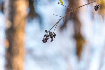 Chokeberries on a Branch in Early Winter