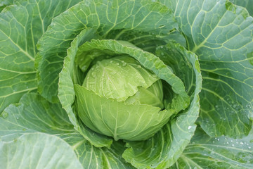 Close up on Fresh Cabbage are growing in garden. Organic green background