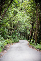 Twisting road leading into New Zealand Rainforest 
