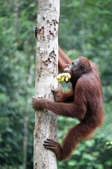 Orang Utan mit Bananen © Klaus Eppele