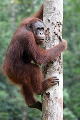 Orang Utan