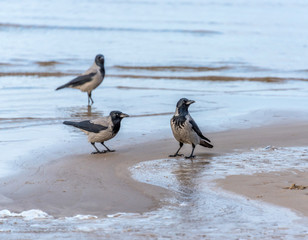 Black Headed Crows on A Baltic Beach Sea