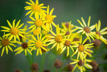 Jacobaea vulgaris - wild flowers of New Zealand