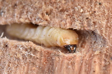 カミキリムシの幼虫