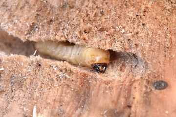 カミキリムシの幼虫