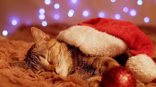 Christmas ginger cat in Santa hat sleeping on soft plaid on background of led light garland at home.