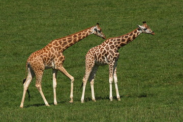 Naklejka na ściany i meble Giraffes in nature park Cabarceno near Santander,province Pas-Miera in Spain