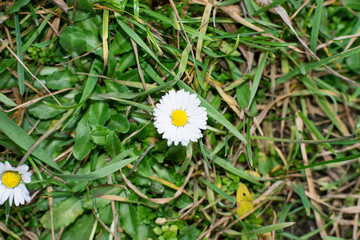 little daisy in green grass