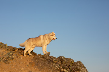 Happy and free dog breed siberian husky standing on the hill on the mountains background in autumn at sunset