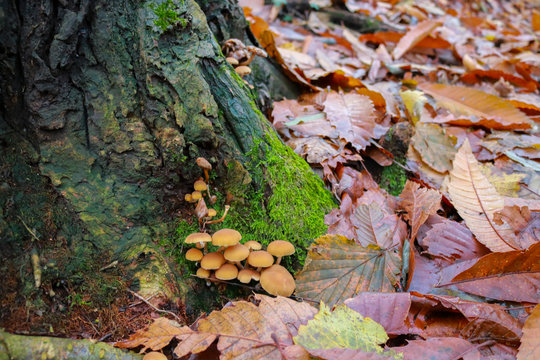 Primo piano dei funghetti e del muschio e le differenti sfumature di colori del bosco in autunno, stagioni e natura