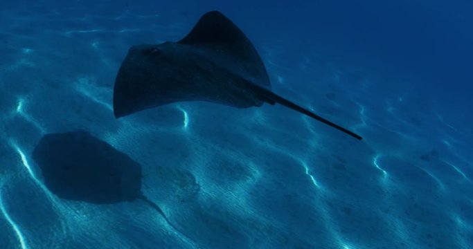 Underwater shot of sting rays in French Polynesia two