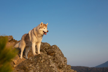 Happy and free dog breed siberian husky standing on the hill on the mountains background in autumn at sunset