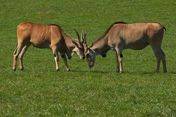 Naklejka na ściany i meble Eland antelopes in nature park Cabarceno near Santander,province Pas-Miera in Spain