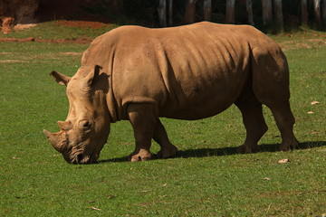 Fototapeta premium Rhinoceros in nature park Cabarceno near Santander,province Pas-Miera in Spain