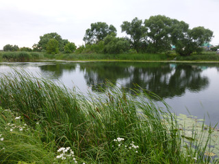 green forest by the river 