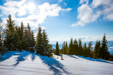 Mesmerizing positive landscape of tall slender fir