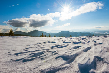 Beautiful sunny landscape of fluffy fir trees