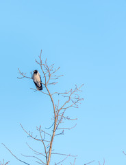 Black Headed Crow on a Branch High in a Tree with Blue Sky