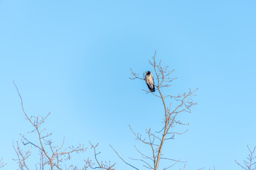 Black Headed Crow on a Branch High in a Tree with Blue Sky