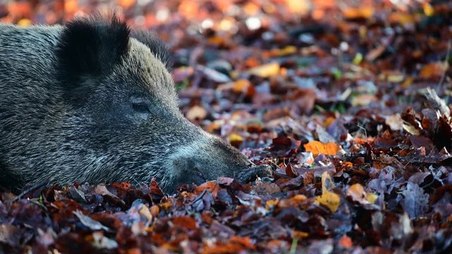 Wild boar female sleeping on the forest floor, head portrait, autumn, (sus scrofa), germany