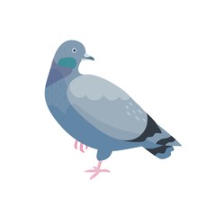 Grey pigeon flat vector illustration