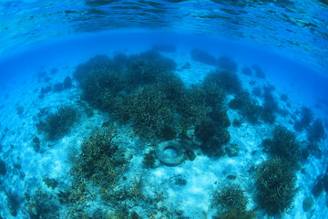 Marine pollution in the tropical coral reef