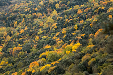 Trees in Autumn
