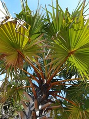 Palm leaves against the blue sky. Tropical vegetation on a trip to Asia.
