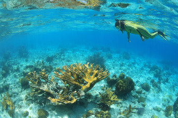 Fototapeta na wymiar Female snorkeler and Elkhorn coral