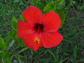 Big red hibiscus flower on a background of greenery.