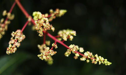 Close To Organic Mango Buds In Gardens