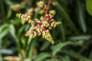 Close To Organic Mango Buds In Gardens