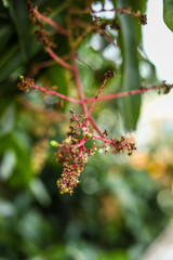 Closeup mango flowers and buds