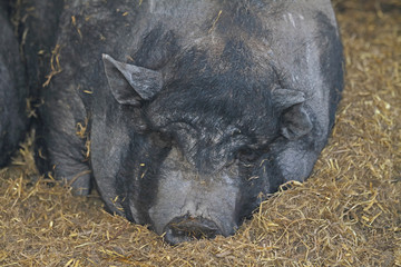 Hängebauchschwein